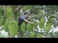 Harvesting Jack Fruit Garden , Banana Go to the market to sell Lucia Daily Life