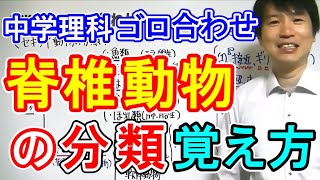 中学理科【ゴロ合わせ】「セキツイ動物の分類」