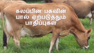 கலப்பின பசுவின் பால் ஏற்படுத்தும் பாதிப்புகள்