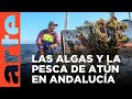 La pesca del atún en Andalucía | ARTE.tv Documentales