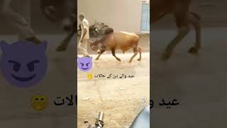 bull hit a old man 😞 chacha ko ura diya bachray ne #shorts #animals