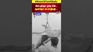 கிடைத்தோ ஒரே மீன்.. ஆனதோ லட்சாதிபதி... | Sea Fish | Andhra | N18S