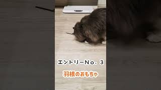 何がなんでも絶対に持ってっちゃう猫【サイベリアンのラフィ】#shorts