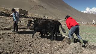 ORGANIC POTATO FROM MUSTANG II Potato cultivation in Khinga Gaon/ Mustang / Nepal