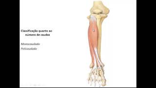 SISTEMA MUSCULAR INTRODUÇÃO PARTE 2