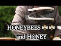 HONEYBEES 🐝🐝🐝 & HONEY