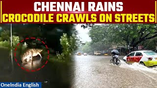 Cyclone Michaung: Viral Video Shows Crocodile Roaming On Tamil Nadu Streets Amid Heavy Rainfall