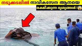 നടുക്കടലിൽ  വെച്ച് ആനയെ കണ്ടെത്തിയപ്പോൾ.!😱|Navy found elephant at the occean|storyfacts