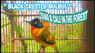 BLACK CRESTED BULBUL SONG \u0026 CALL