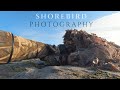 How I photograph shorebirds || BIRD PHOTOGRAPHY Tutorial, tips and tricks