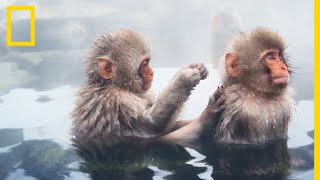 Au Japon, des thermes spécialement bâtis pour les singes