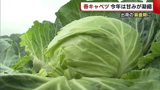 今年は特に甘い☆“春キャベツ”が最盛期　肥料や資材の高騰で農家「喜び半分悔しさも」【新潟・三条市】 (22/06/08 18:27)