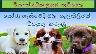 Factors to Consider When Choosing expensive puppies || මිල අධික බලු පැටවුන් ||