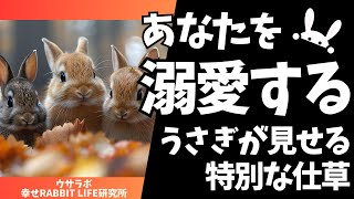 あなたを溺愛するうさぎが見せる特別な仕草