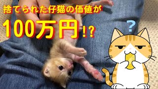 ビックリ！可愛すぎた茶トラの仔猫の価値は100万円!?　Cute kitten growth record