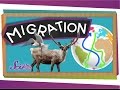 Migrations: Big Animal Trips | Science for Kids