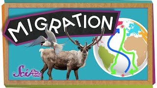 Migrations: Big Animal Trips | Science for Kids
