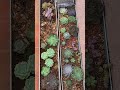 succulent arrangement succulentplantcare succulents_only