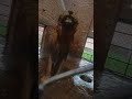 dangerous lion taking shower rahib malik india tiger animals pets lion top tigerlove bts