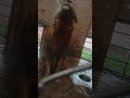 dangerous lion taking shower rahib malik india tiger animals pets lion top tigerlove bts