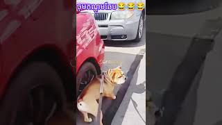 ចុមកណ្តុមឆែប😂 video funny 😂🤣 #animals #reels #vlog #online #freedom #animalscomedy