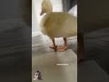 #duck #duckphonk #chicken #duckduck #birds #animals #funny #music #anime #phonk #shorts