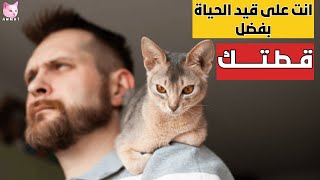 كيف تسهم القطط في إنقاذ حياتنا يوميًا دون أن ندرك ذلك؟ 😻