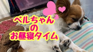 【パピヨンのベルちゃん】愛犬の天使の寝顔🐶💤（←親バカ）