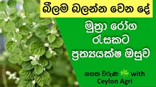 Polpala | Gasaka Waruna with Ceylon Agri | විශ්මිත ගුණ පිරි ඔසුව |Ceylon Agri | Episode 08