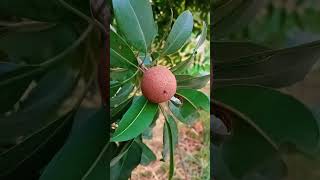 चिकू 🌴 Beautiful Fruit Chiku Video | #shorts #tiktok #viral