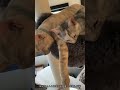 お兄ちゃんと仲良くお昼寝💤　 猫 cats shorts 茶トラ cats パステルサビ猫 pecotv