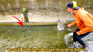 Terlihat Jelas Sungai Kering Dihuni Banyak Ikan Nila Babon