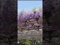 宇治川の桜、藤棚、平等院　 桜 藤の花 平等院 shorts sakura fuji