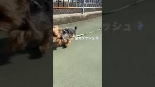 全力猛ダッシュ💨　#ヨークシャテリア　#yorkie #癒し動画