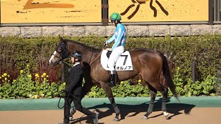 【ゴールドシップ産駒】2025年2月9日東京競馬7Rオルノア＆横山和生騎手6着