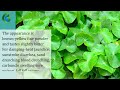 centella asiatica extract