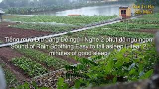 Tiếng mưa Dịu dàng Dễ ngủ I Nghe 2 phút đã ngủ ngon (Gentle rain Listen 2 minutes good night)