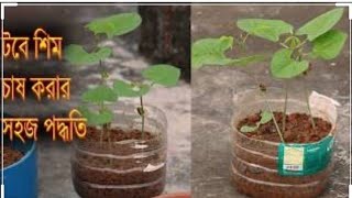 শিম এ-র বীজ হতে চারা উৎপাদনের পদ্ধতি //Method of production of seedlings from bean A seeds //