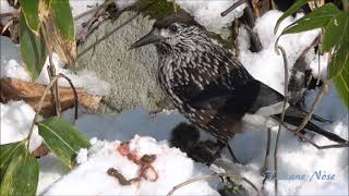 【貴重だけどグロイ】ホシガラスがネズミを食べる