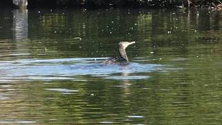 Cormorant washing