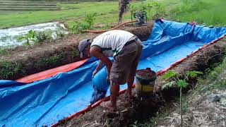 Making azolla pond(2)