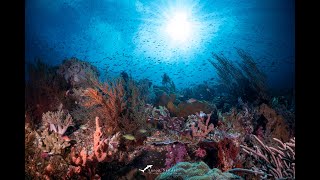 Most Extraordinary Marine Environments: 16 Days Alor-Banda Sea- Raja Ampat Cruise: