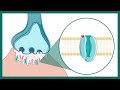 neuromuscular junction nmj nmj anatomy function and significance neurobiology usmle