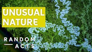 Finding the extraordinary in the ordinary | Unordinary by Sidonie Carey-Greene | Short | Random Acts