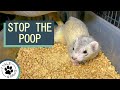 Litter Box Training Your Ferret Part 3 #shorts