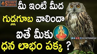 Do You Know What Happens if an OWL Sits at Your Home? | Unknown Facts in Telugu