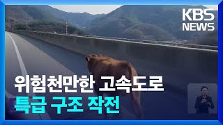 “길 잃은 가축에 장애인까지”…고속도로 특급 구조 작전 / KBS  2023.04.18.