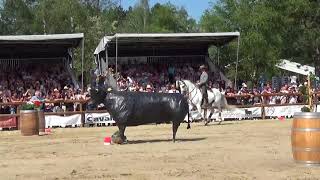 WAWE Weltmeisterschaft Working Equitation 2018 Speed Joao Andre Gonçalves