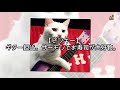 楽器を操る多才な猫集団！猫サーカス団のツアー・アシスタントのお仕事はいかが？ japan pets