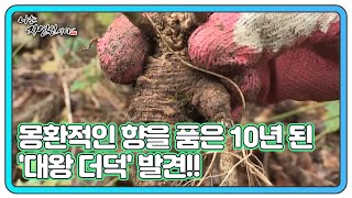 코를 흔드는 향! 몽환적인 향을 품은 10년 된 '대왕 더덕' 발견!! MBN 211027 방송